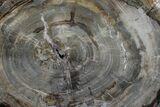 Petrified Wood (Araucaria) Round - Madagascar #170437-1